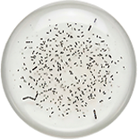 PROBIOTICS